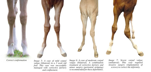 Hoofbeats Magazine Angular Limb Deformaties In Foals